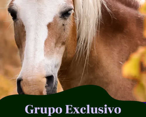 https://ranchosaomiguel.net.br/wp-content/uploads/2021/06/Participe-do-Grupo-500x400.png